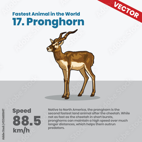 Pronghorn, North America’s second fastest land animal, capable of maintaining 88.5 km/h over long distances, making it an endurance speed champion across vast open plains while escaping predators