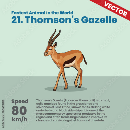 Thomson's Gazelle One of the Fastest Animals in the World Reaching 80 Km Per Hour in the African Savanna to Escape Predators with Agility and Speed Wildlife Education