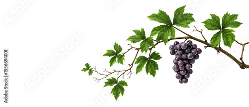 A branch of agrape bush with ripe, juicy grape and fresh green leaves isolated on white