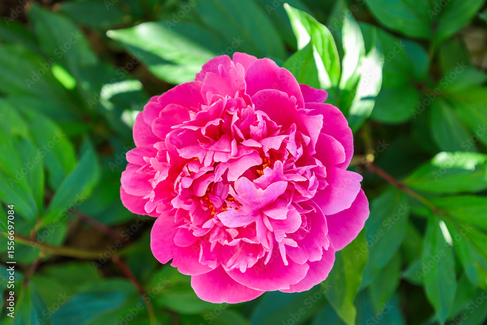 Fototapeta premium A photo of a gorgeous Peony flower in a garden in Alberta, Canada