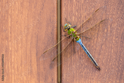 Green Darner Dragonfly macro