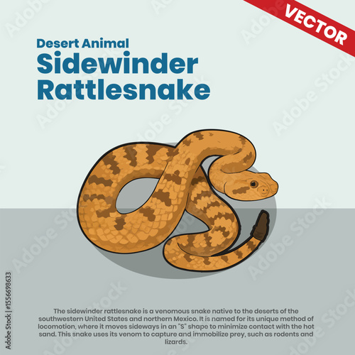 Sidewinder Rattlesnake Vector Illustration – Venomous Snake with Unique Desert Locomotion in Arid Region