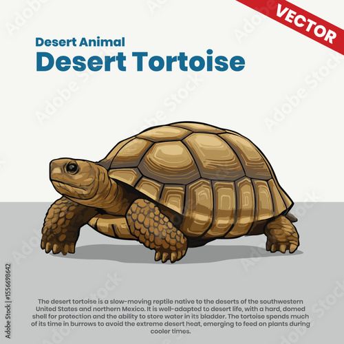 Desert Tortoise Vector Illustration – Hardy Reptile Adapted to Dry Heat and Burrow Living in North America