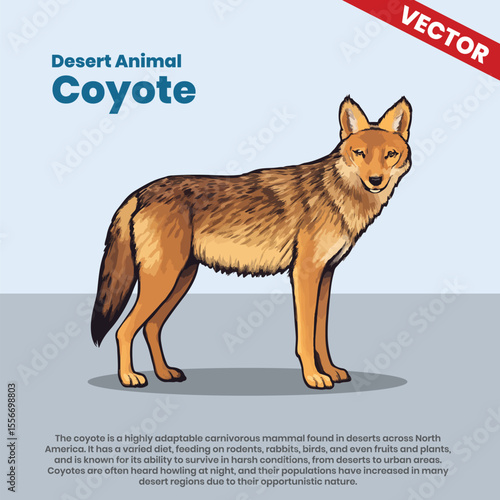 Vector Illustration of Coyote – Adaptable Carnivorous Desert Mammal of North America