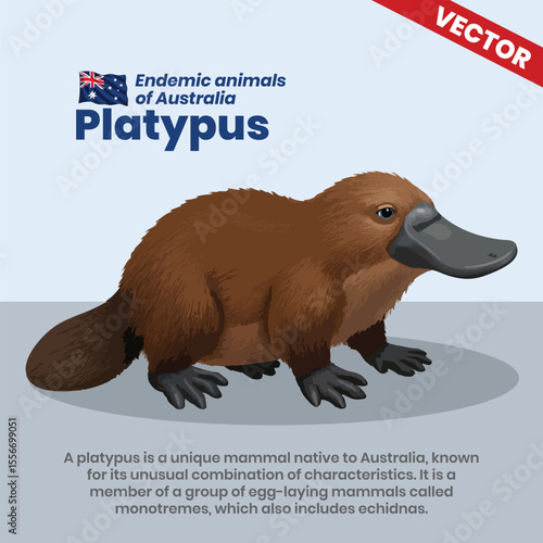 Unique Vector Depiction of a Platypus – Egg-Laying Aquatic Mammal Native to Australia
