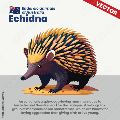 Spiny Vector Illustration of an Australian Echidna – A Rare Egg-Laying Mammal from Oceania
