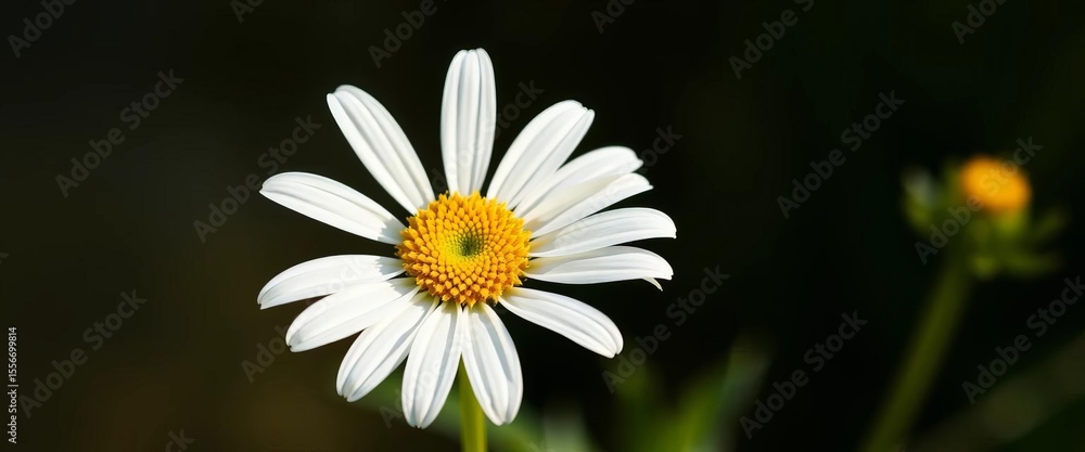 Fototapeta premium Single daisy blossom, vibrant white petals & yellow center, isolated, herb, isolated