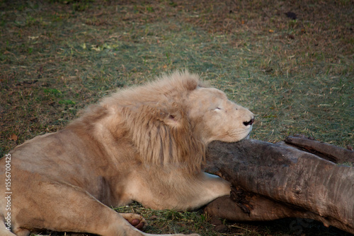 The Majestic Lion Resting Serenely on the Savanna