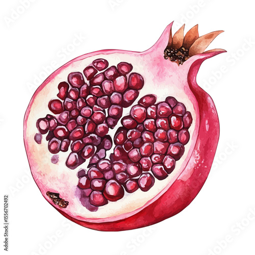 Pomegranate Slice, watercolor clipart vector, isolated on a white background.