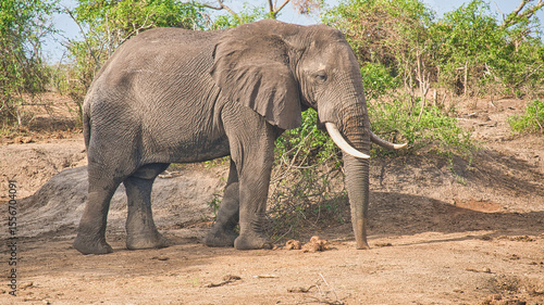Elephant standing on the dry earth beside the Kazinga Channel
