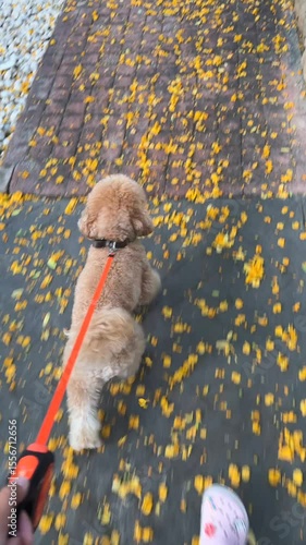 On this beautiful and colorful autumn day, I am truly enjoying a leisurely walk with my poodle