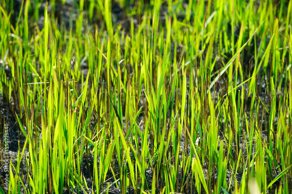 Obraz premium Vibrant Green Grass Blades Growing in Fresh Soil Under Sunlight