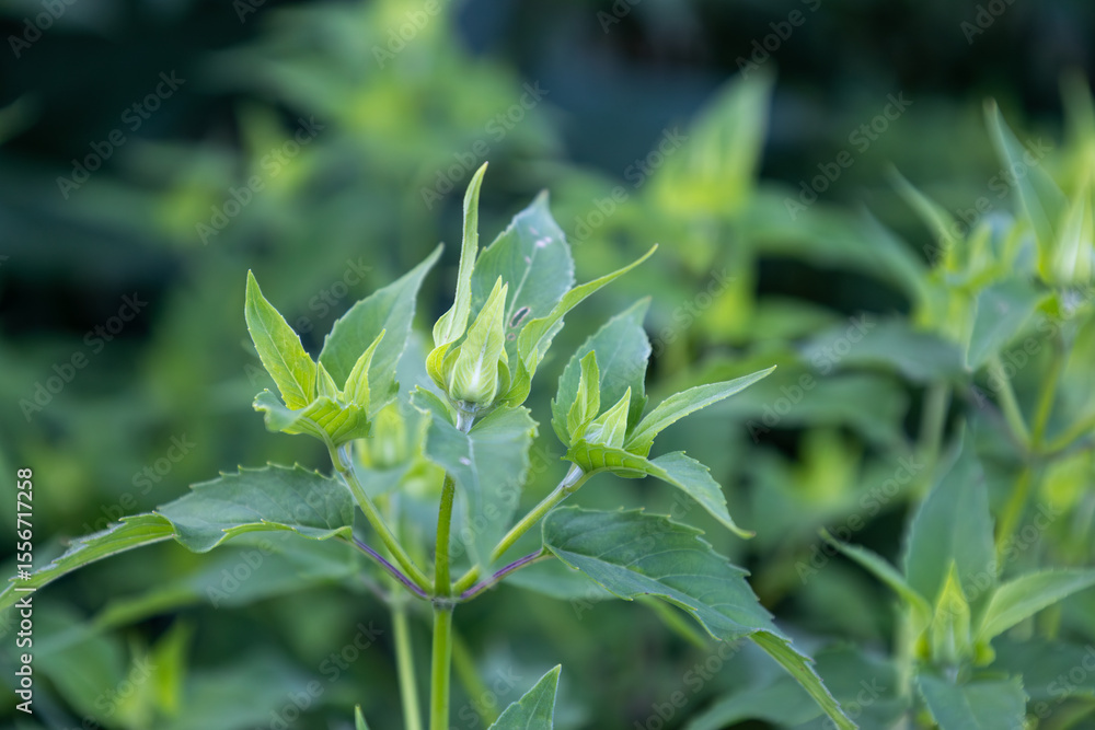 Obraz premium Close up full frame abstract texture background of young budding flowers on a wild bergamot (monarda fistulosa) wildflower plant