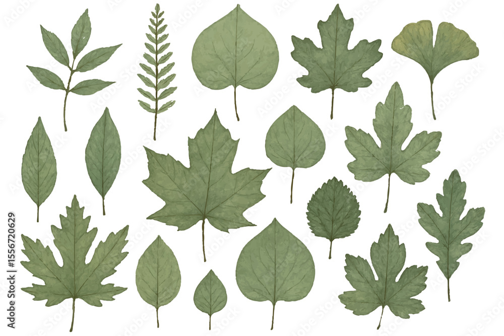 Obraz premium Beautiful Botanical Leaf Specimen Collection with a Variety of Shapes and Shades in Natural Green Hues