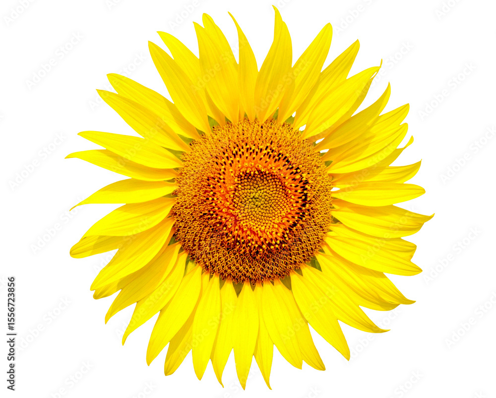 Fototapeta premium Yellow sunflower with bright petals blooming isolated on the transparent background.