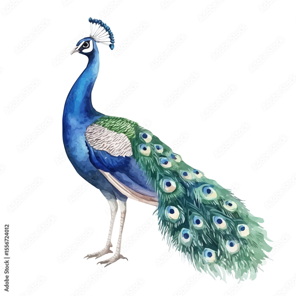 Fototapeta premium Peacock Close Up, watercolor painting vector, isolated on a white background.