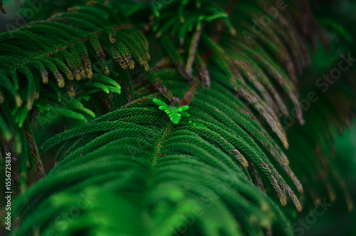 LEAF