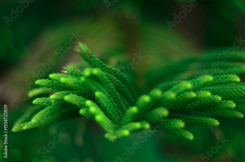 LEAF