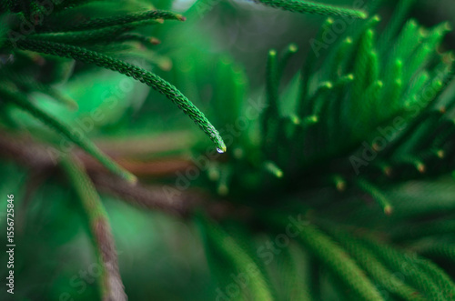 LEAF