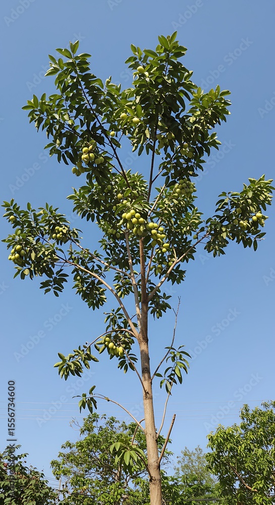 A young fruit tree laden with unripe, yellow-green fruit against a clear blue sky. A young fruit tree laden with unripe, yellow-green fruit against a clear blue sky.