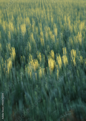 The image is a blurry photo of a field of grass