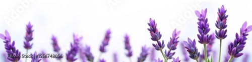 Cutout of a lavender bunch, shallow depth of field, white background , isolated, detail