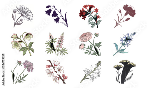 Beautiful Hand Drawn Botanical Flower Illustrations Collection In Vintage Pastel Style – Elegant Bloom Designs Perfect For Nature Art, Stationery, And Digital Prints (23)