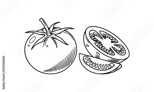 hand drawn illustration of tomato.
