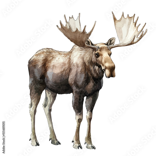 Moose, watercolor painting vector, isolated on a white background.