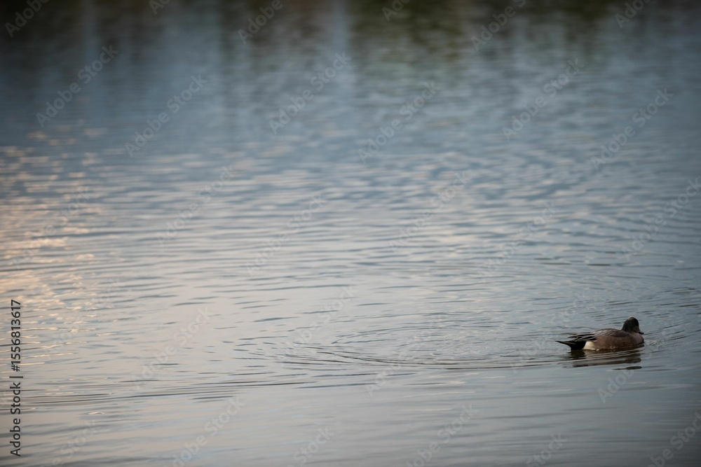 Fototapeta premium Mallard duck swimming in lake