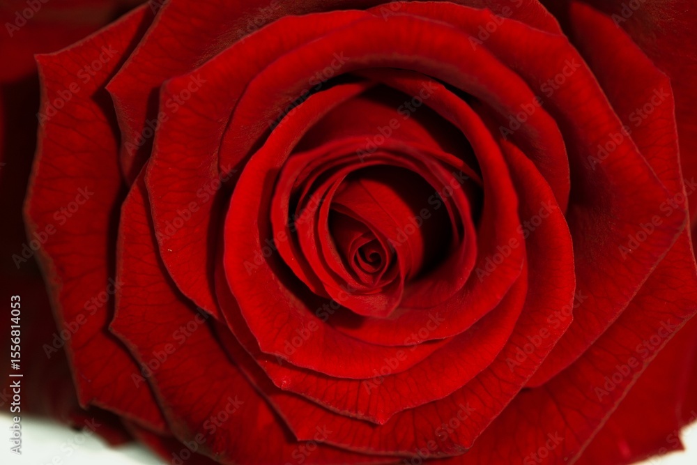 Naklejka premium Vector illustration is showing velvety red rose blossom with veins, spiraling bud, neutral backdrop