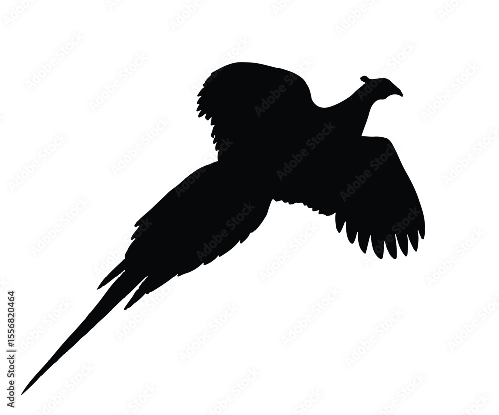 Obraz premium silhouette of flying pheasant, flying pheasant vector illustration