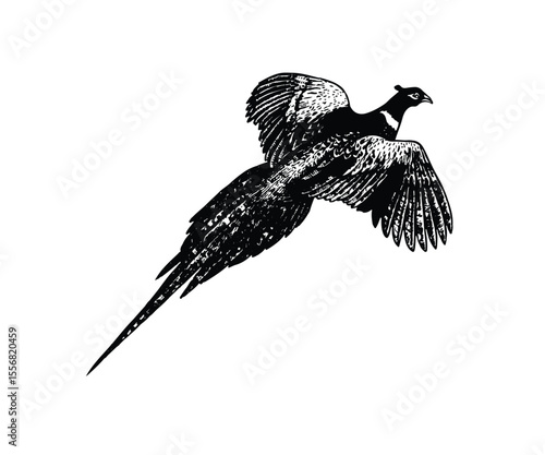 flying pheasant vector illustration, vector design of flying pheasant