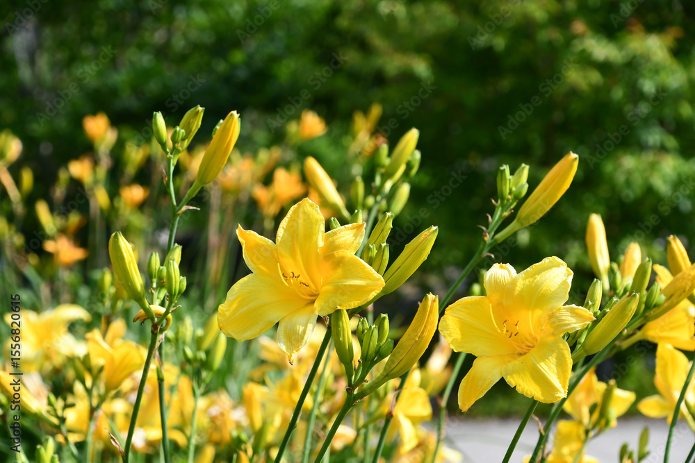 Fototapeta premium ヘメロカリス「ゴールデンアマリリス」 Daylily 'Golden Amaryllis'