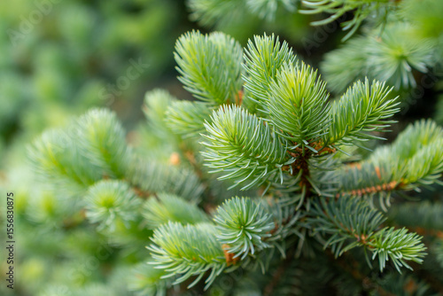 Blue spruce branches in the garden, texture of needles of a Christmas tree