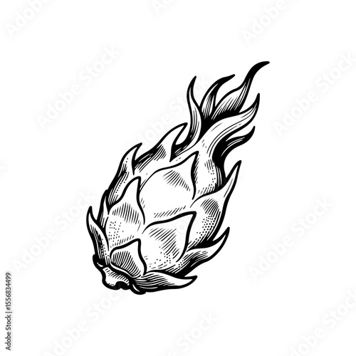 Hand-drawn Dragon Fruit Illustration