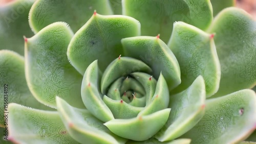 Closeup of a green succulent plant with thick leaves arranged in a spiral pattern