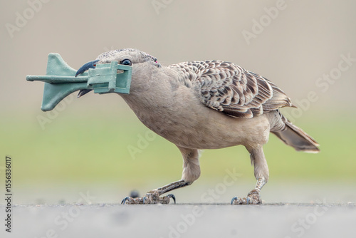 A wild great bowerbird (Chlamydera nuchalis) collecting a discarded piece of plastic trash to use to decorate its bower, Australia