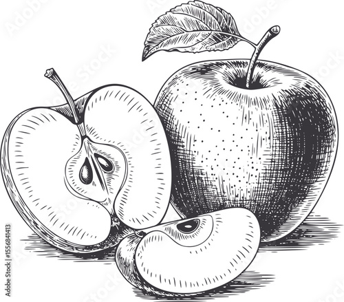 Vintage hand drawn apple fruit vector illustration isolated on white background.