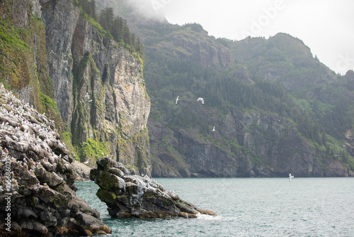 Canvas Print Dramatic view of seabirds nesting on rocky cliffs along the coast of Kenai Fjords National Park, Alaska