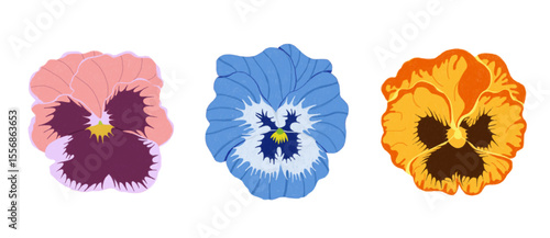 set of pansies flower illustrations