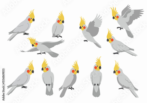 Vector Illustration Set of Cute Cartoon Cockatiel Birds in Different Poses Isolated on White Background