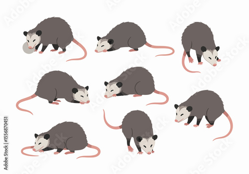 Vector illustration set of cute opossums in various poses, isolated on a white background. Cartoon wildlife animals collection.