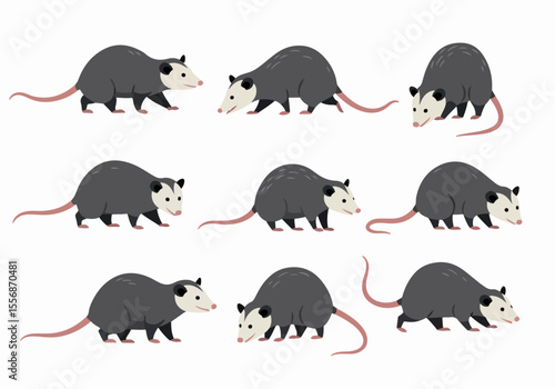 Simple vector illustration set of cute opossums in different poses on a white background
