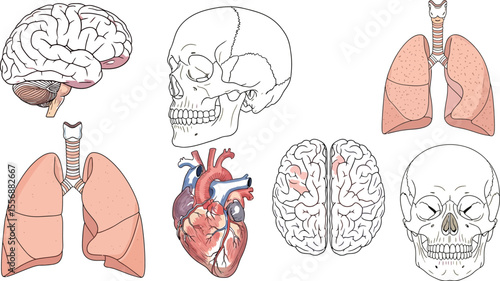 Illustration of human organs including brain skull heart and lungs
