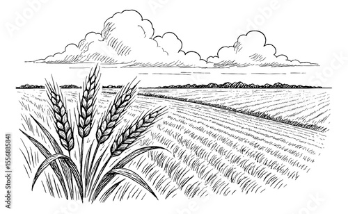 Wheat Field Landscape with Clouds in Hand Drawn Style Illustration Black and White Sketch