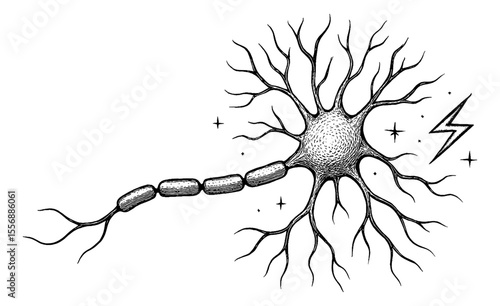 Engraved illustration of a neuron cell with dendrites axon and synapse in black and white