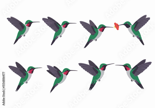Vector illustrations of green hummingbirds in various poses and feeding from a flower on a white background.