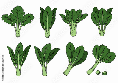 Set of cartoon illustrations of various green leafy vegetables including bok choy on a white background