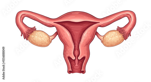 Anatomical Illustration of the Human Female Reproductive System with Uterus and Ovaries
